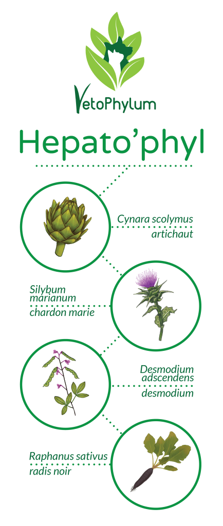 hepatophyl